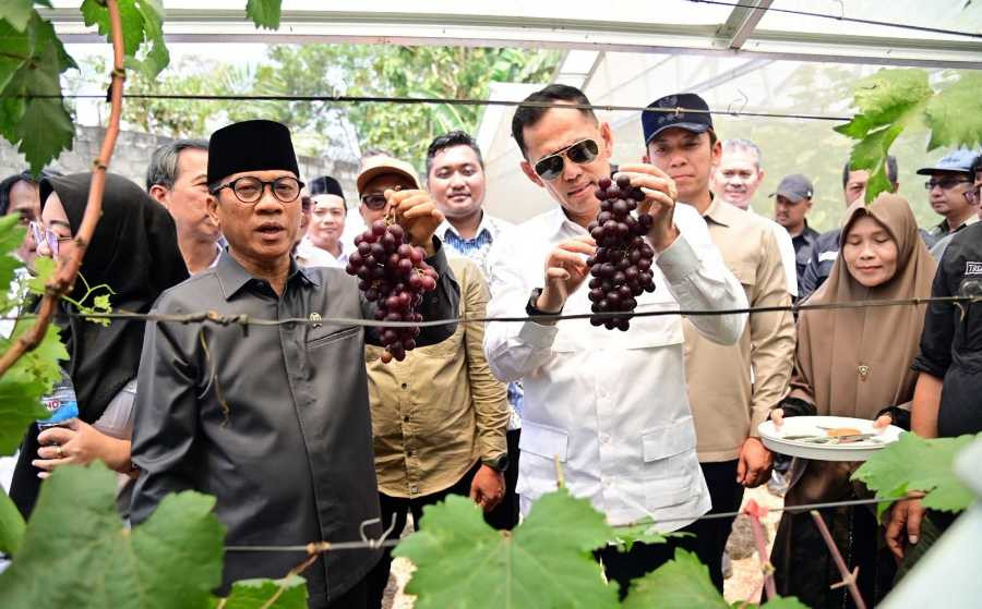 Kebun Anggur BUMDes Merak Batin Curi Perhatian Mendes PDT, Harapan Baru Ekonomi Warga Mulai Berbuah IMG-20260905-WA0037.jpg