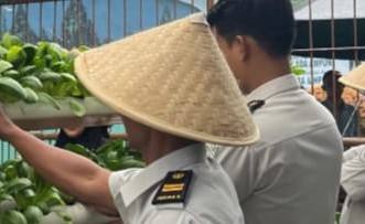 Panen Pokcoy Berkesinambungan, WBP Lapas Kalianda Teruskan Tren Sukses Budidaya