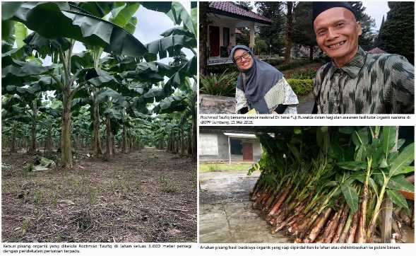 Dari Menabung Ayam Menuju Pertanian Organik Mandiri